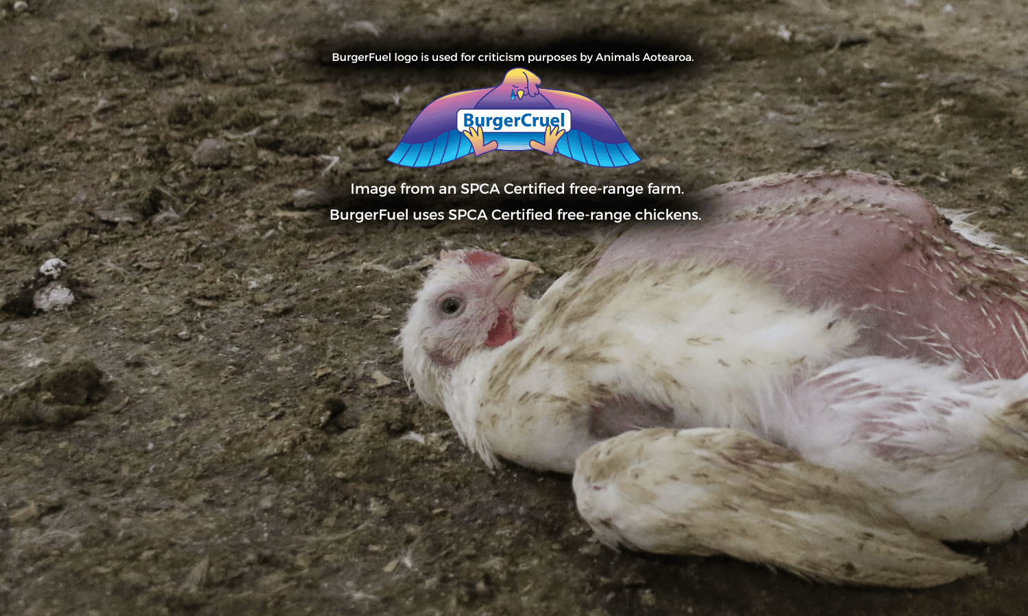 A parody 'BurgerCruel' logo mimicking BurgerFuel's branding, shown above a photo of a chicken lying on their back in the dirt in what is captioned as an SPCA Certified free-range farm. Text notes the logo is used for criticism by Animals Aotearoa, and that BurgerFuel uses SPCA Certified free-range chickens.
